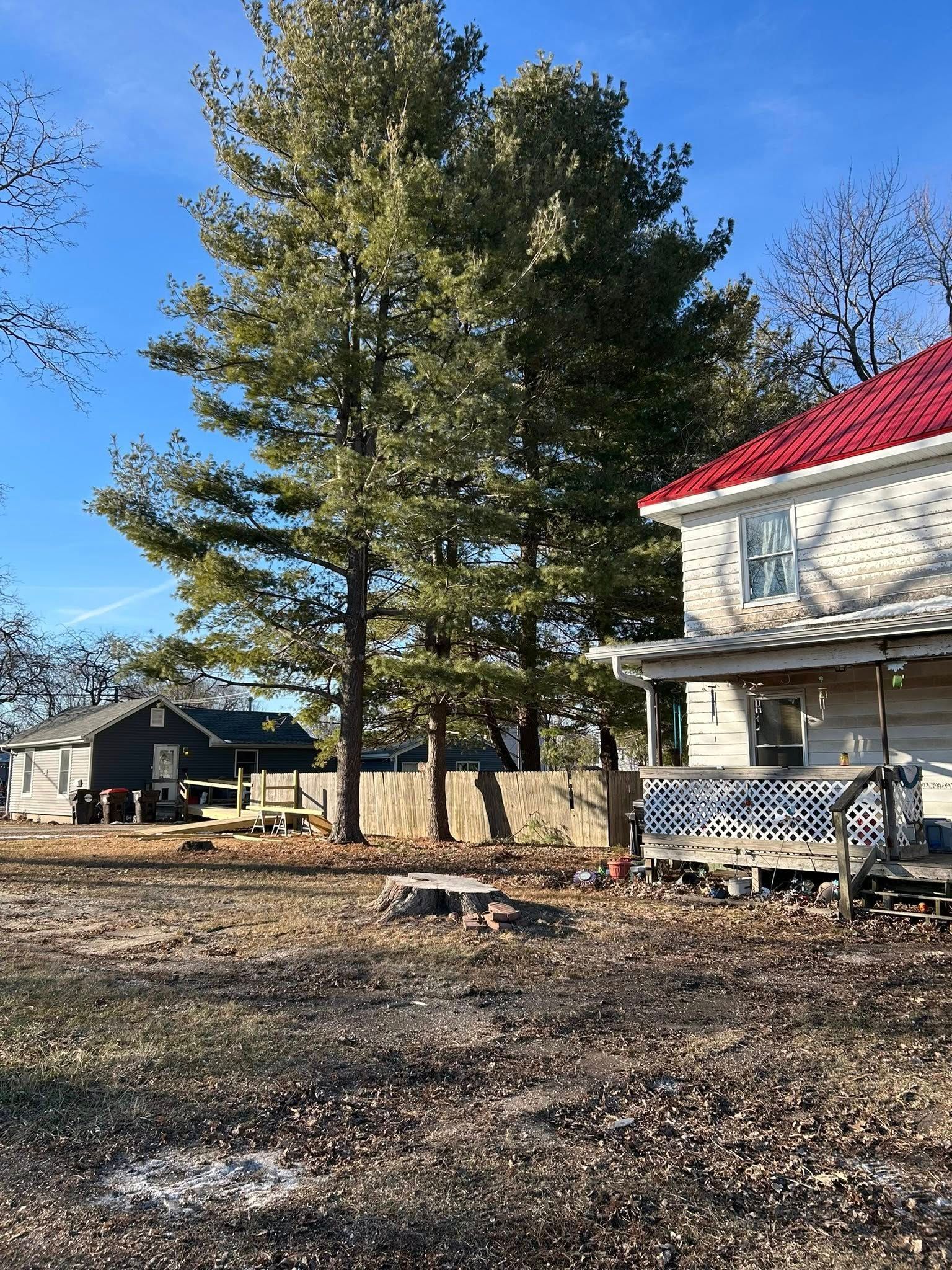 Leafless yard with tall evergreen trees beside a white house with a red roof under a clear blue sky.