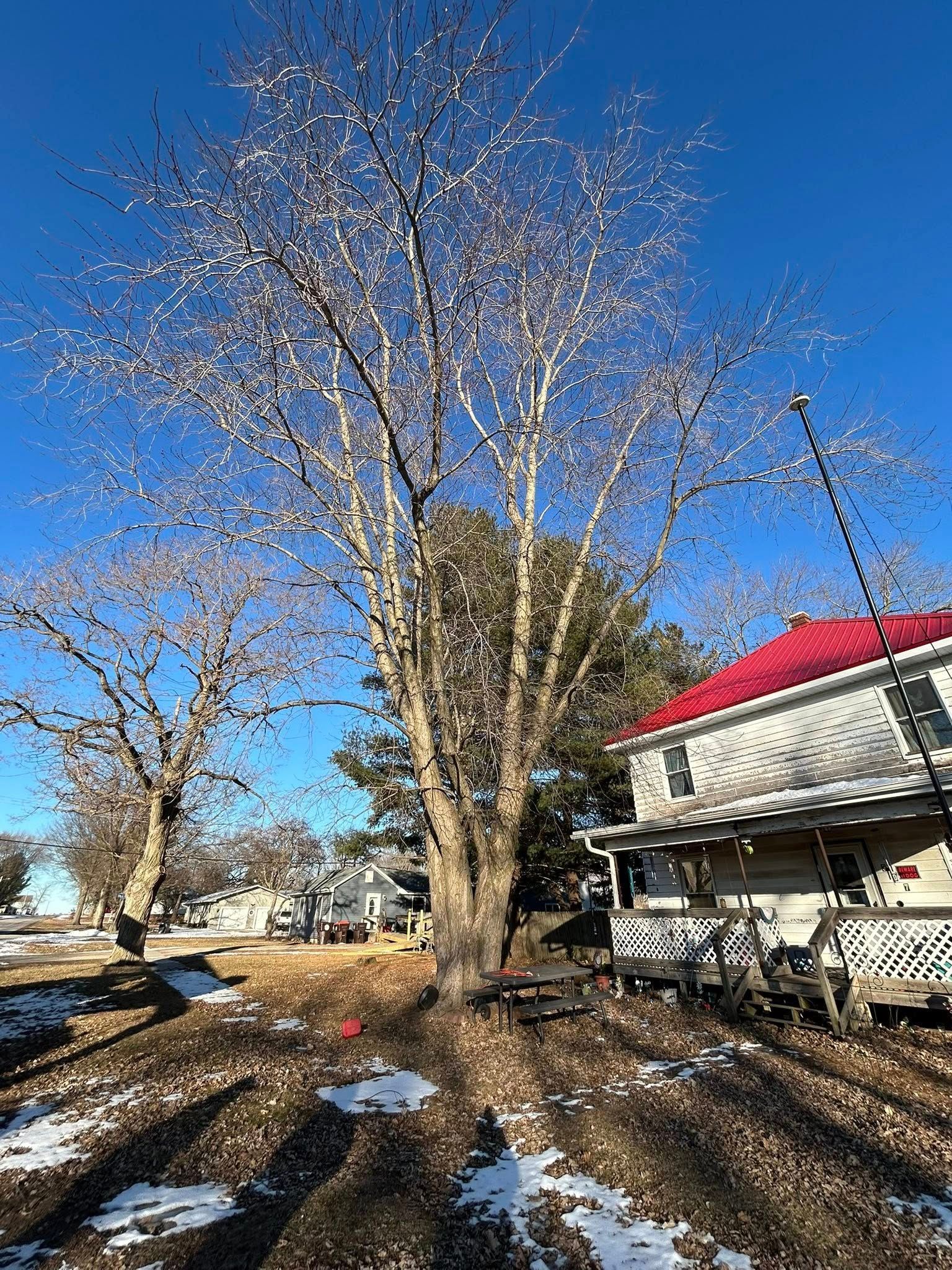 Leafless tree in a snowy yard beside a white house with a red roof under a clear blue sky