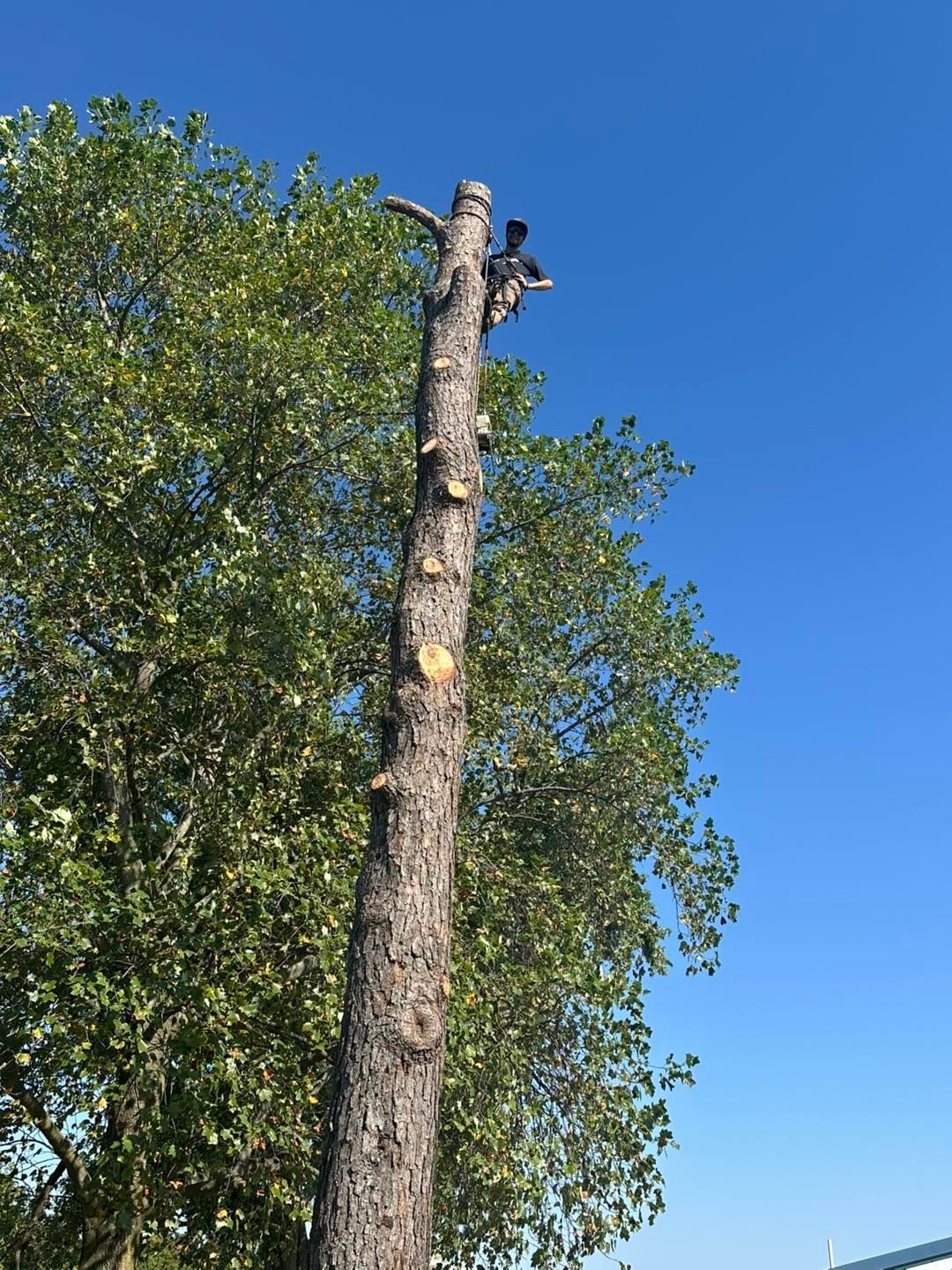 Topped tree trunk against a clear blue sky, with leafy green trees in the background