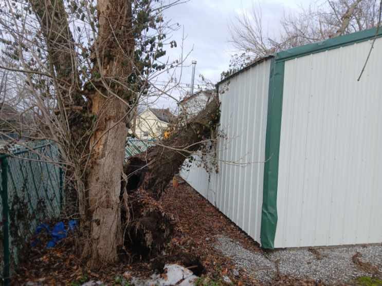Fallen tree leaning across a narrow gap between two metal buildings, with leafless branches and debris on the ground