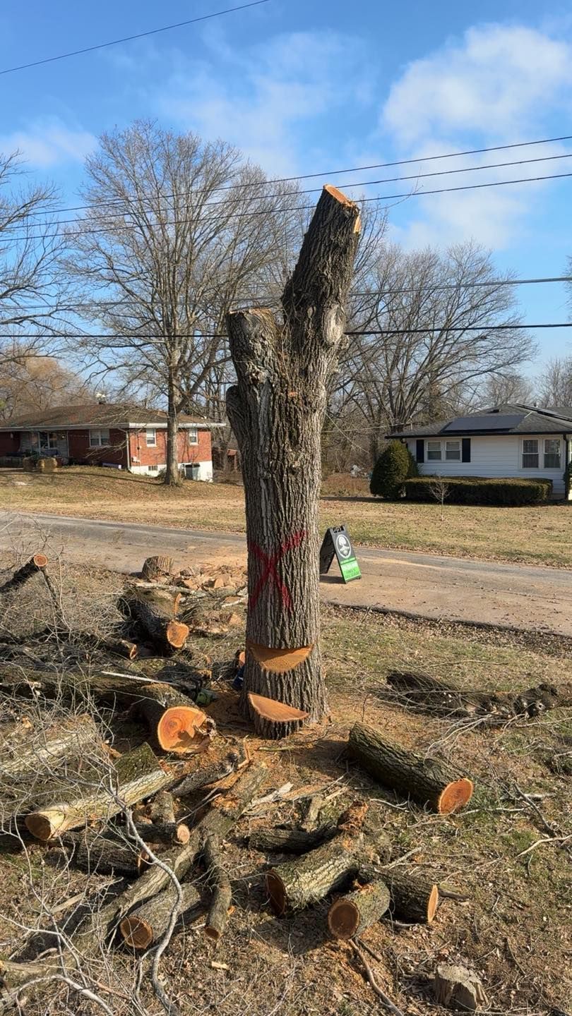 A freshly cut tree stump with stacked logs in a yard under a blue sky, near houses and leafless trees