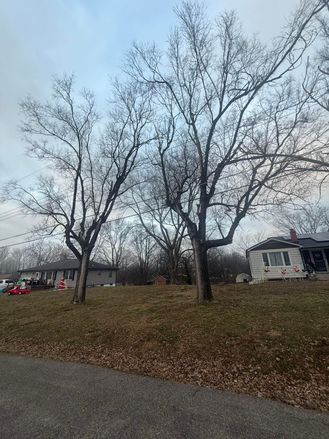 Leafless trees in a grassy yard beside a white house under a cloudy sky