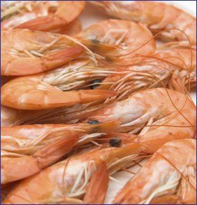 Fresh-seafood---Rochdale,-Greater-Manchester---AO-Seafood-Ltd---sea-food
