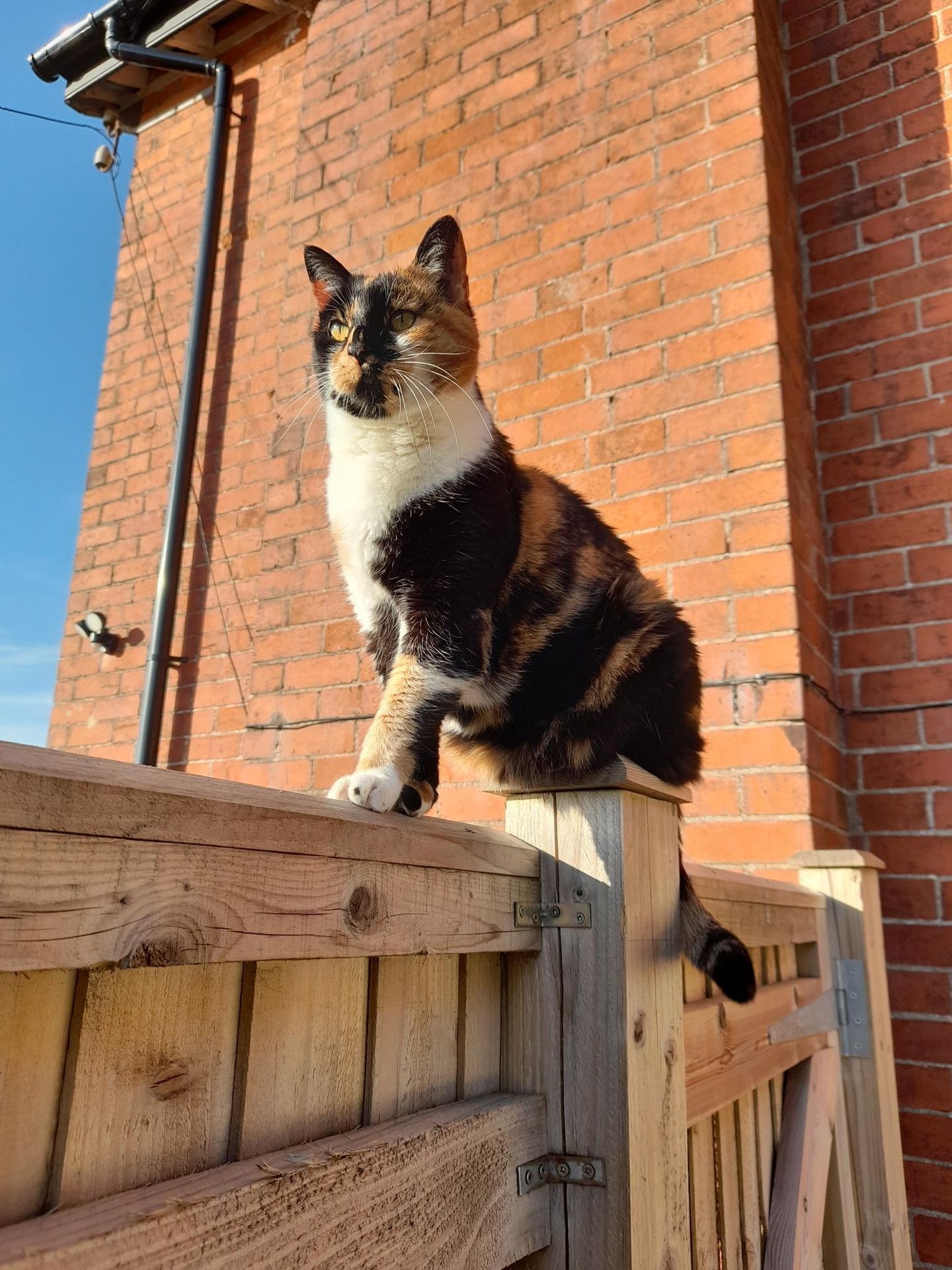 calico cat sits on top of fence on sunny day, brick wall in background
