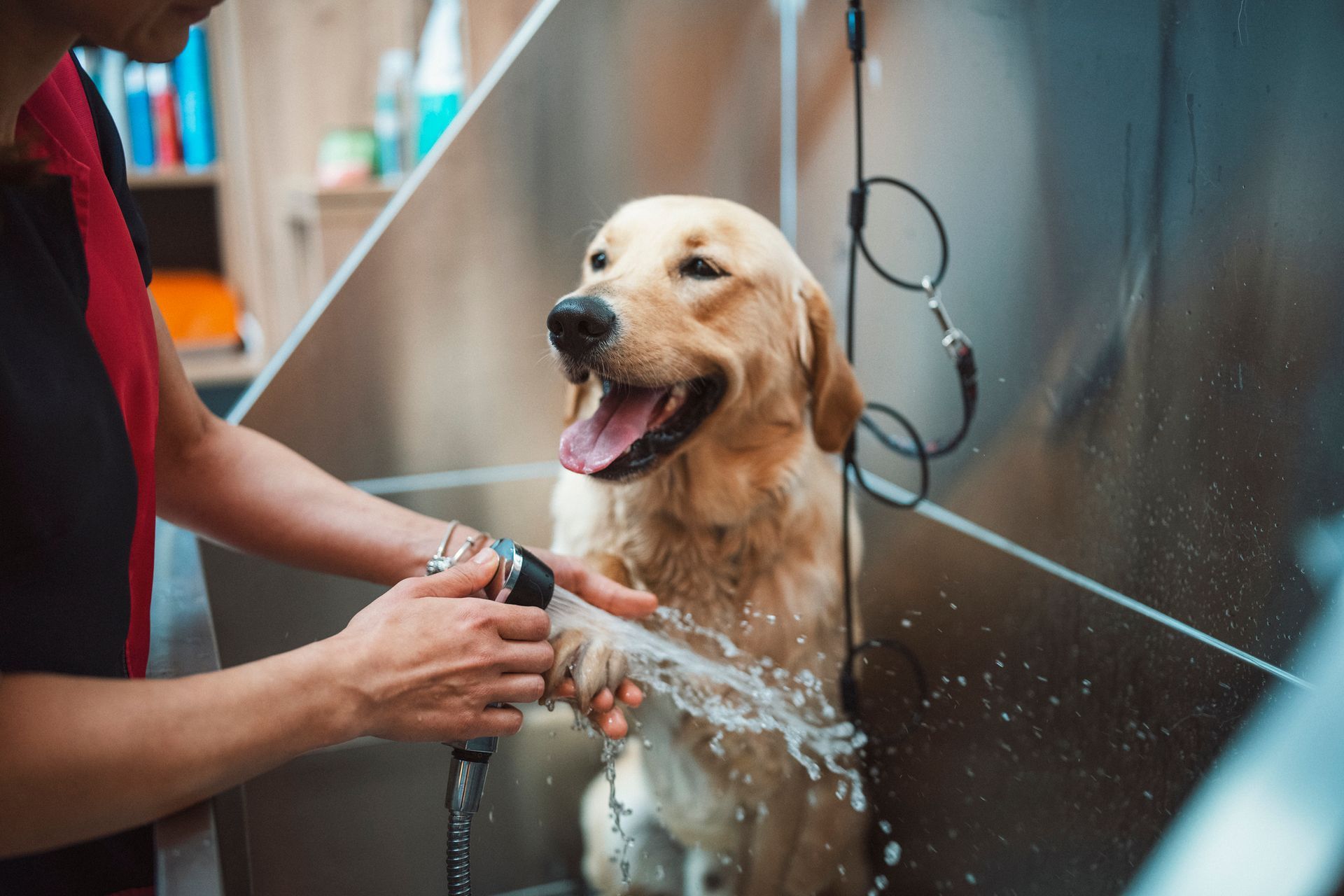 A man is washing a dog with a hose at a grooming salon.