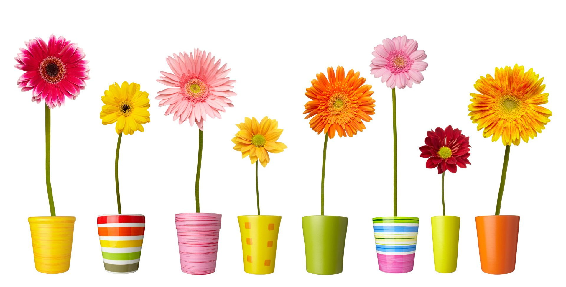 Sommerblume Gerbera in bunten Töpfen