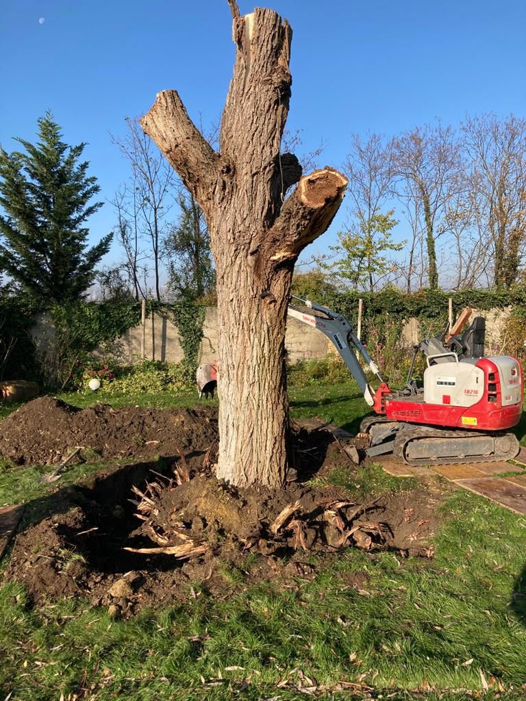 Im Garten Bäume fällen
