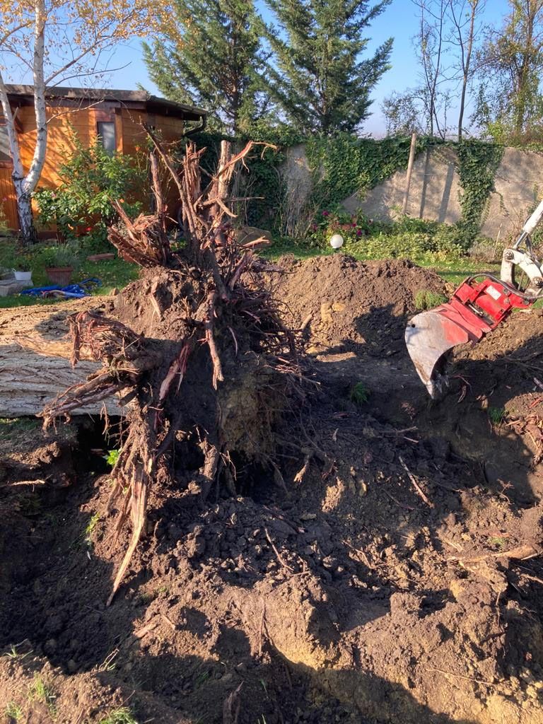 Bagger entwurzelt Baum