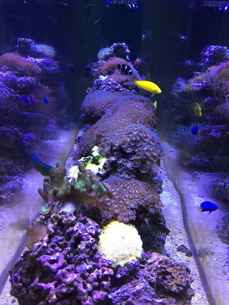 Aquarium with colorful coral and various fish, illuminated with blue light.