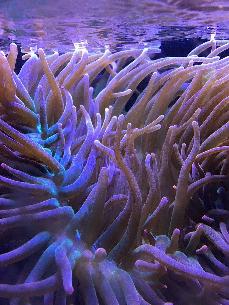 Purple and blue sea anemone tentacles underwater.