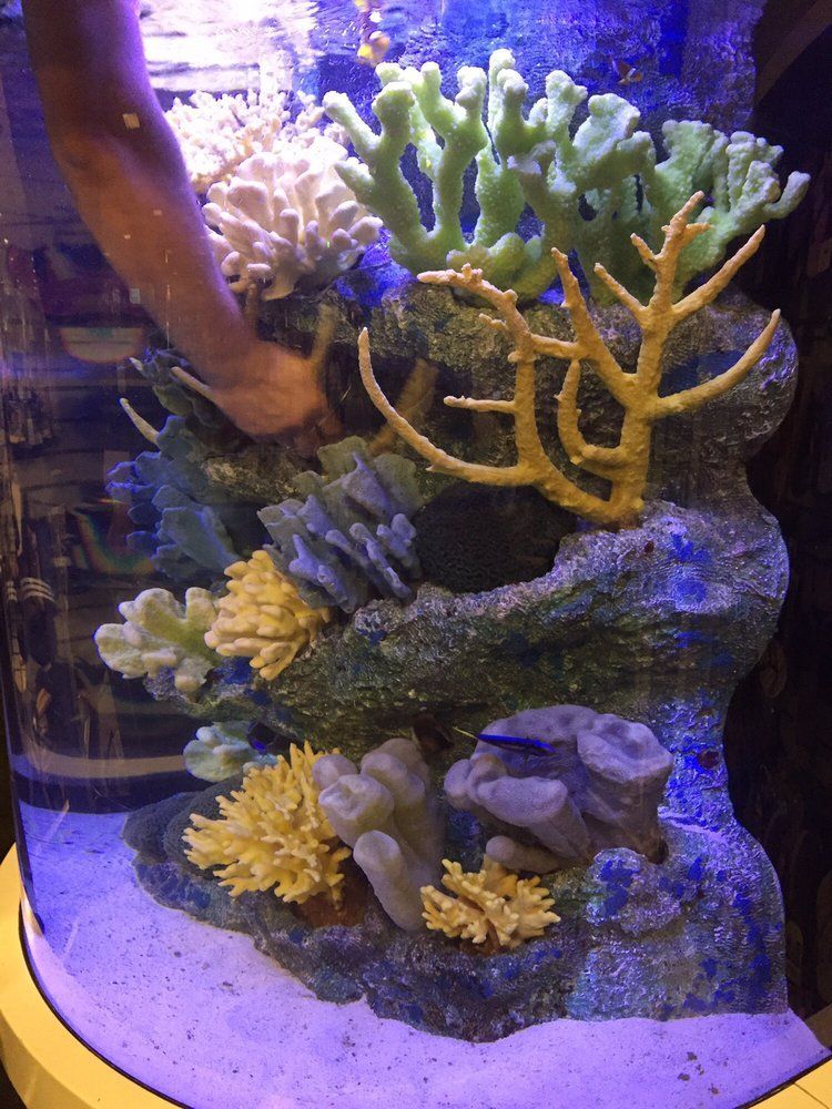 Person's hand reaching into an aquarium with colorful coral decorations and sand.