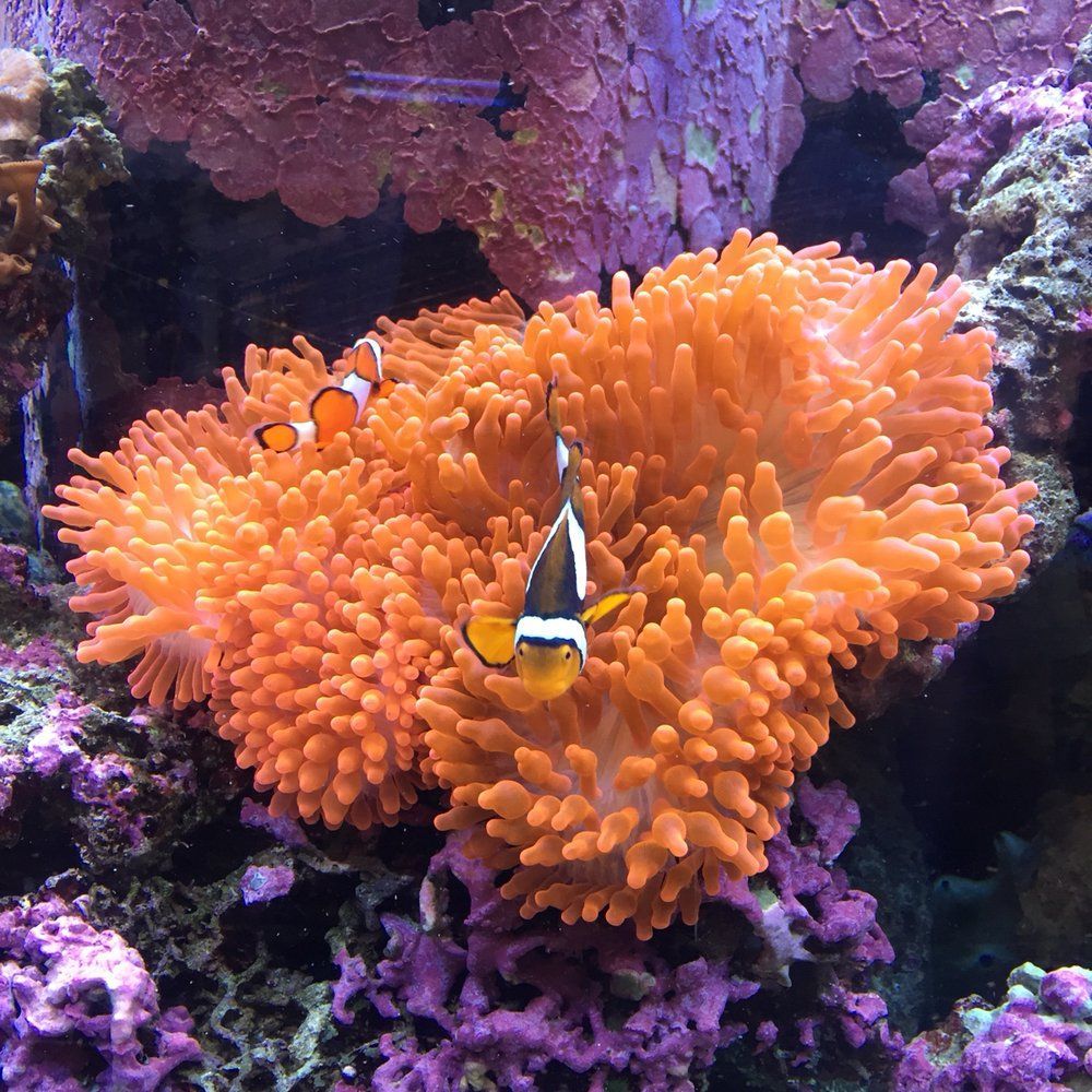 Clownfish swim around a large, orange anemone in a saltwater aquarium.