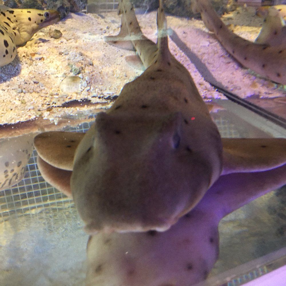 Brown shark with dark spots, head-on, in a tank.