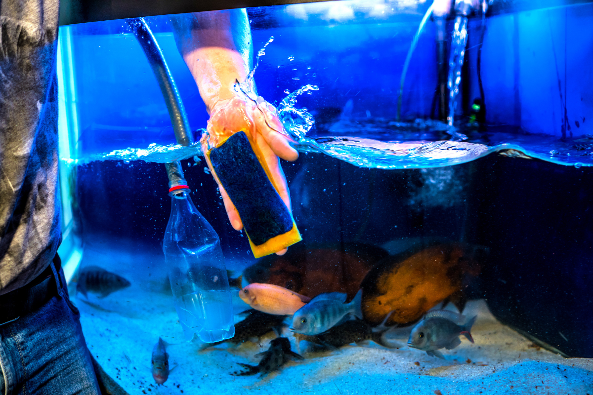 Person cleaning a blue-lit aquarium with a sponge. Several fish swim in the tank with light-colored sand.
