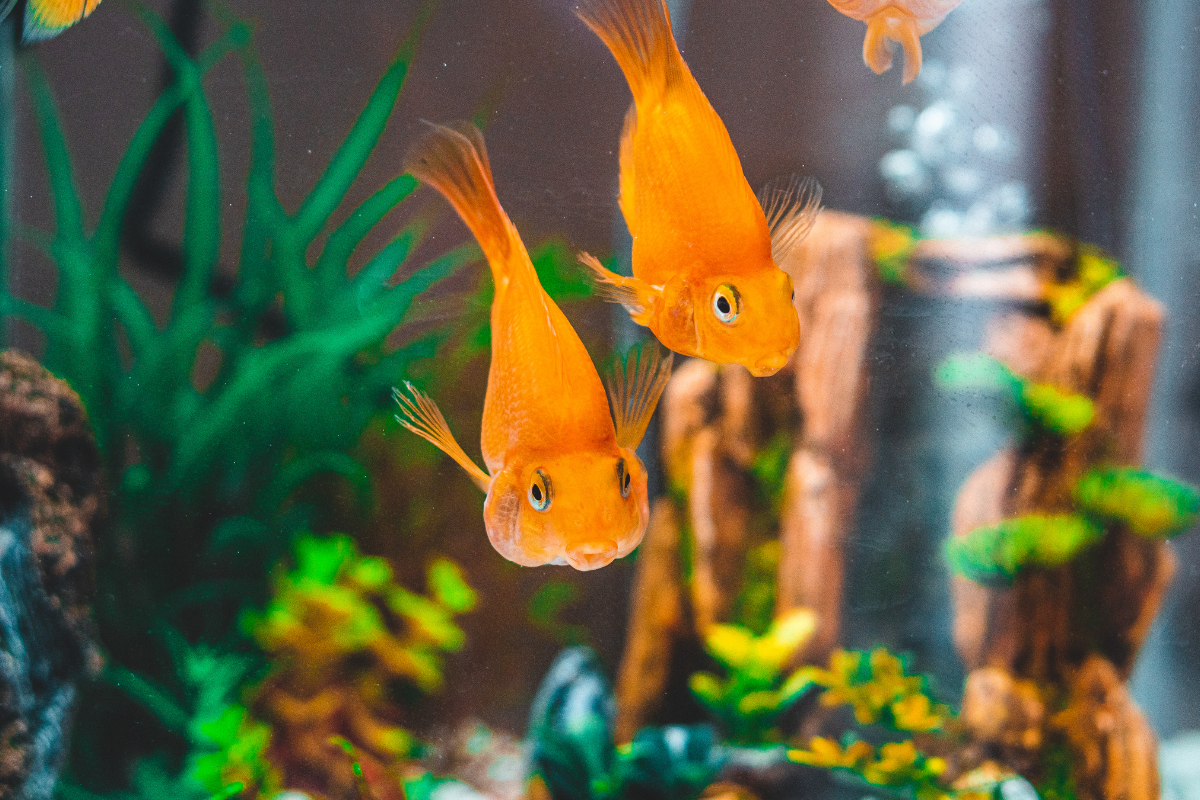 Two orange parrotfish swimming in an aquarium with plants and driftwood.
