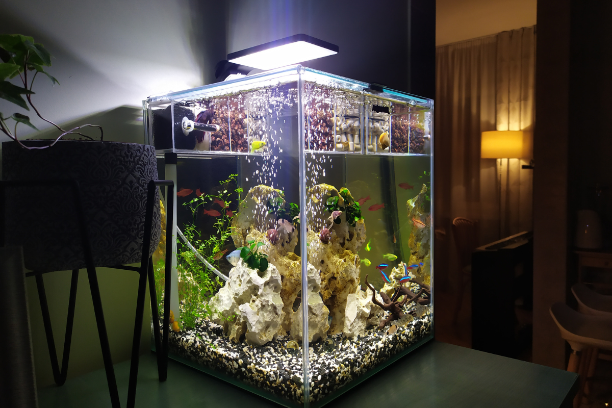 Square aquarium with rocks, plants, and fish, lit by an overhead light, set on a table.