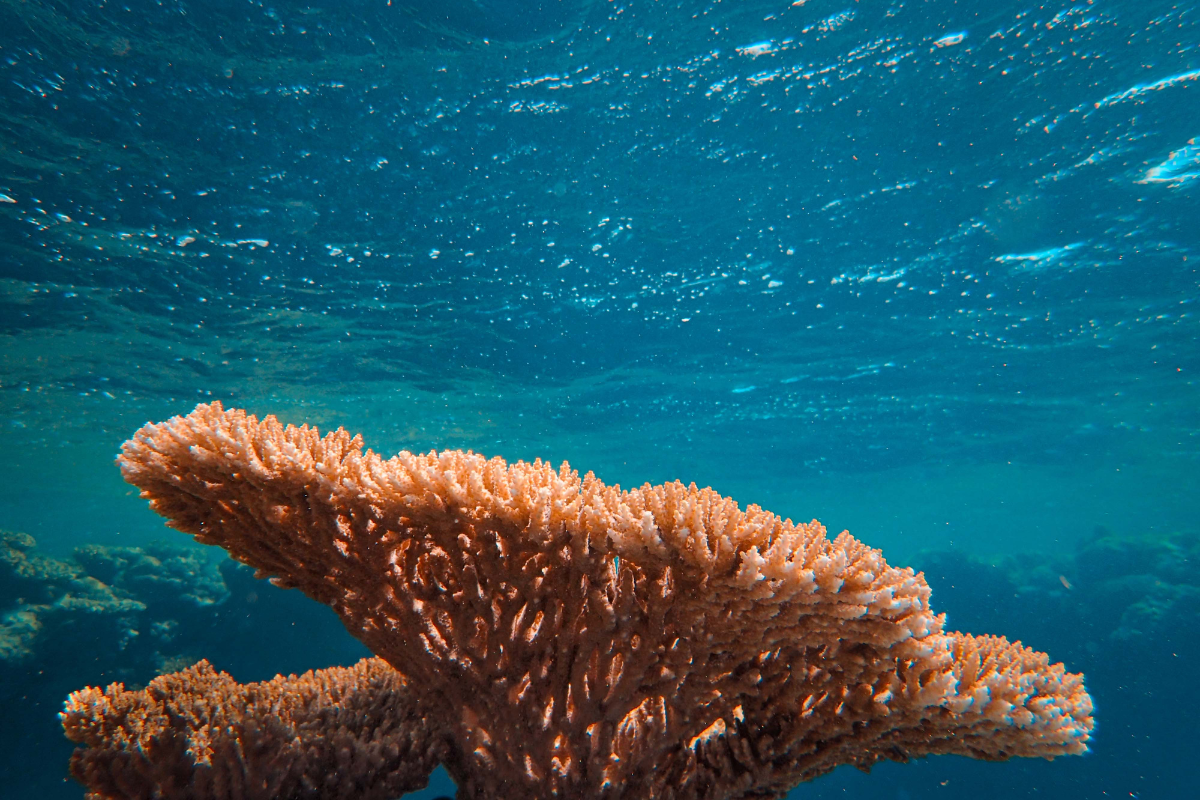 Coral reef underwater, reaching up with light orange color against the blue water.