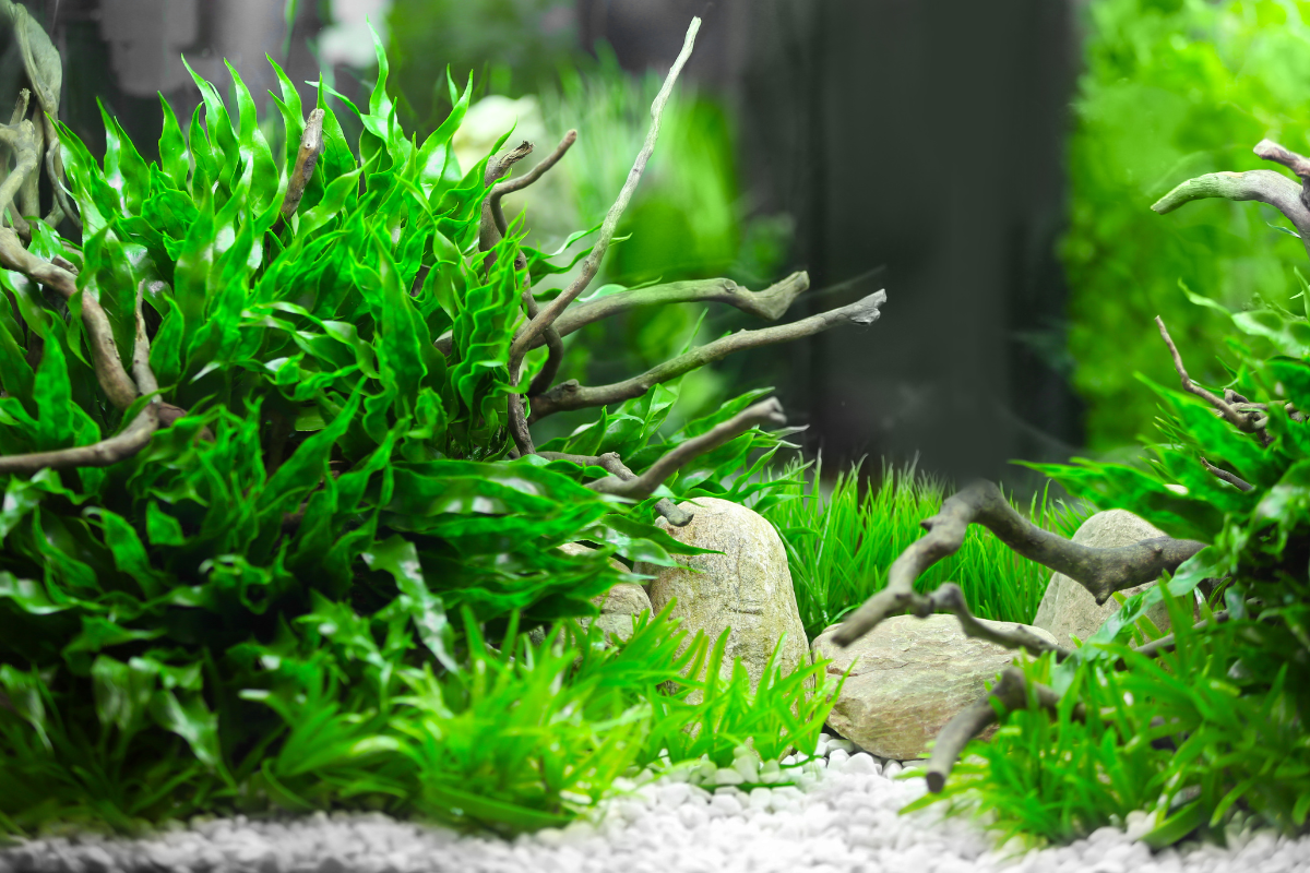 Aquarium with green plants, driftwood, light-colored stones, and white gravel base.