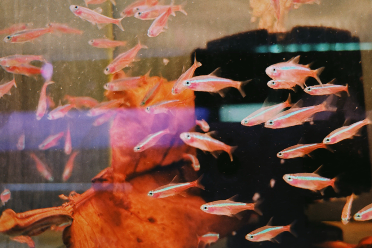 School of pink tetras swimming in an aquarium, with a dark filtration block and driftwood visible.