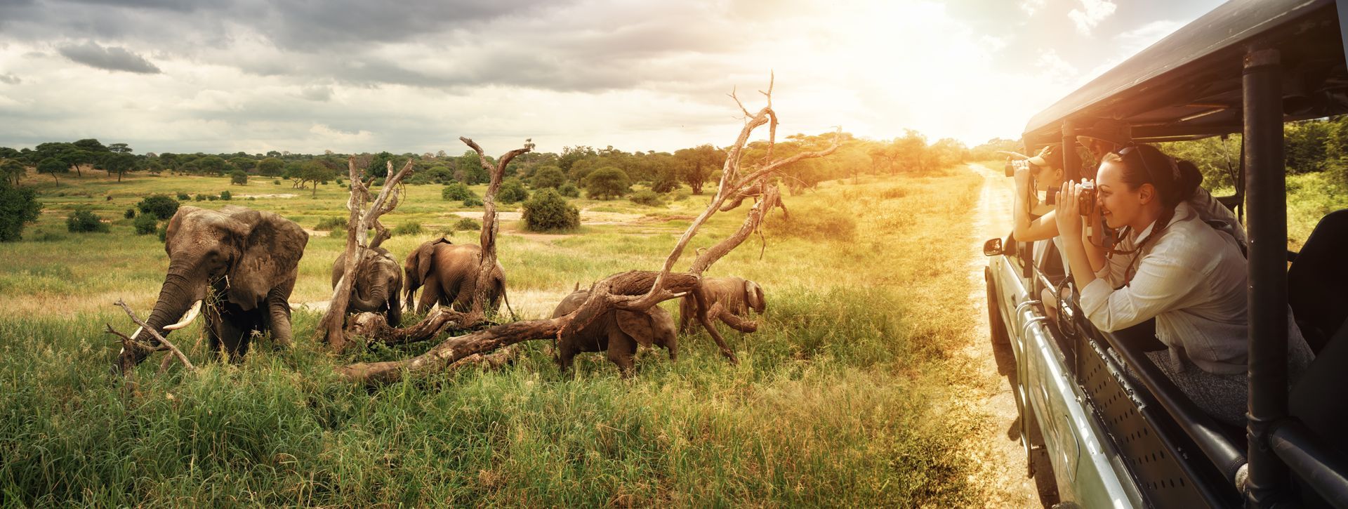 Elephants graze on the savannah while tourists take photos from a safari vehicle.