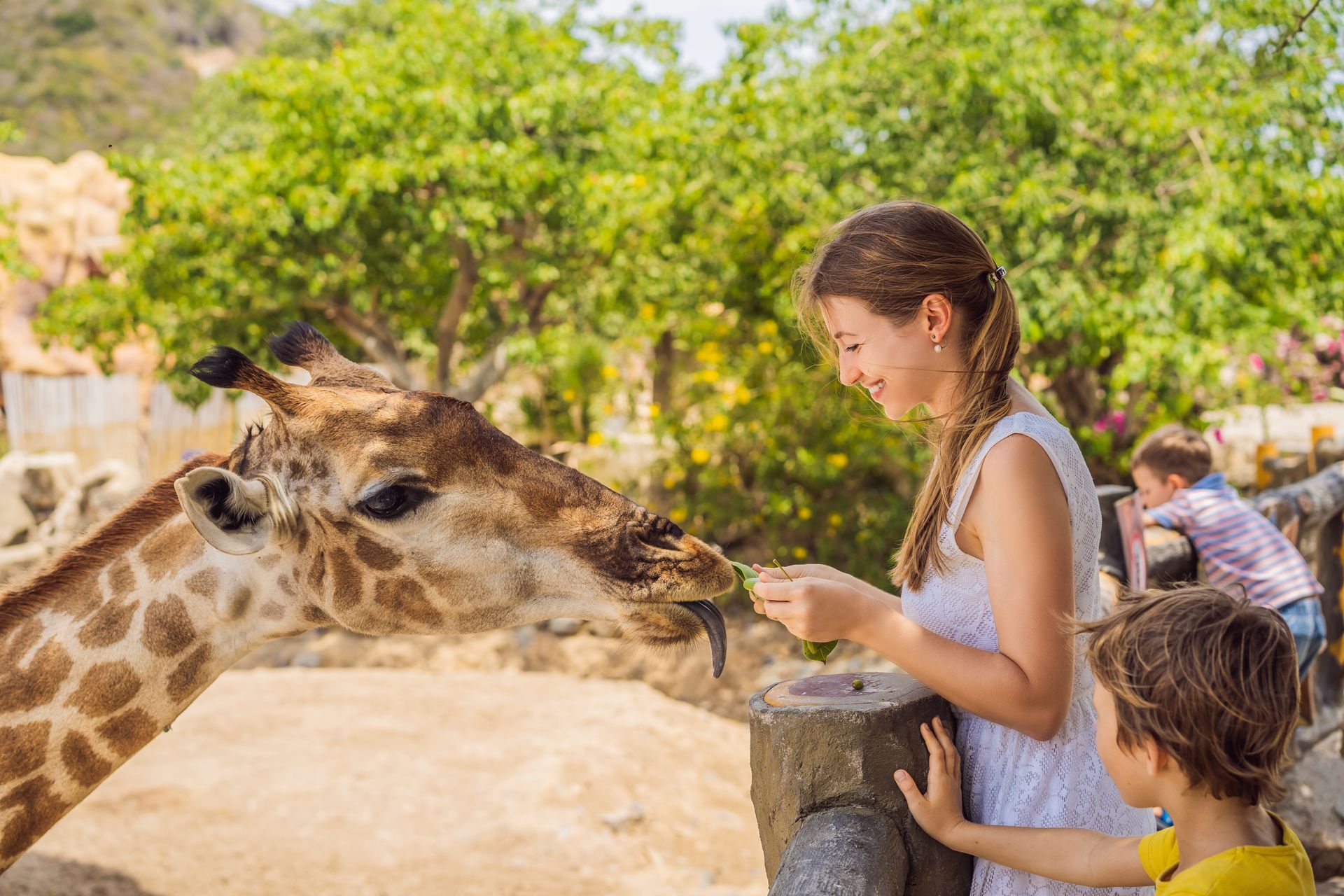 Woman feeding a giraffe at a zoo, child watching. Green trees in background.