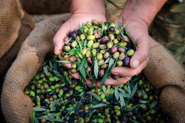 sacca di olive