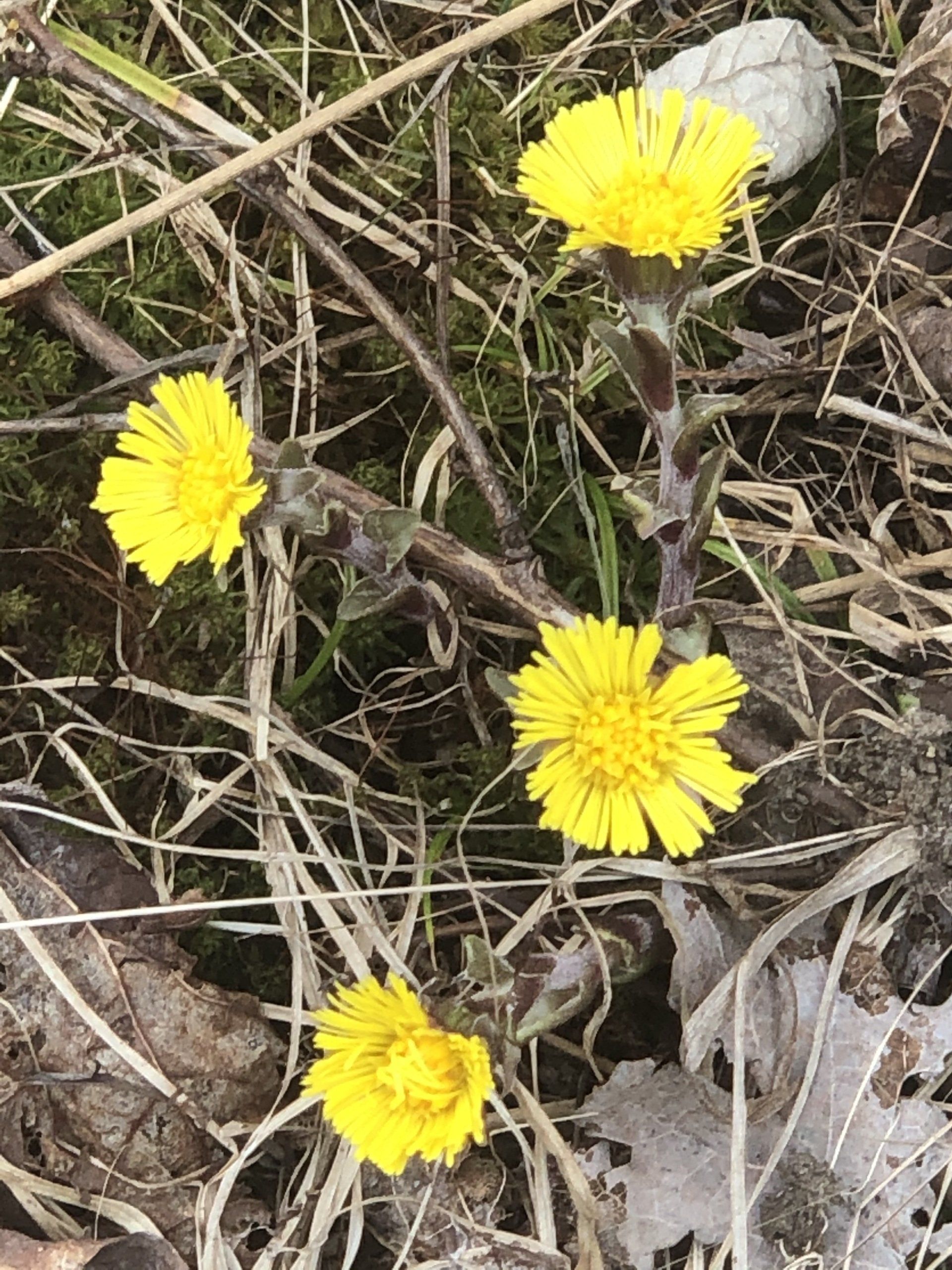 A bunch of yellow flowers are growing in the grass.
