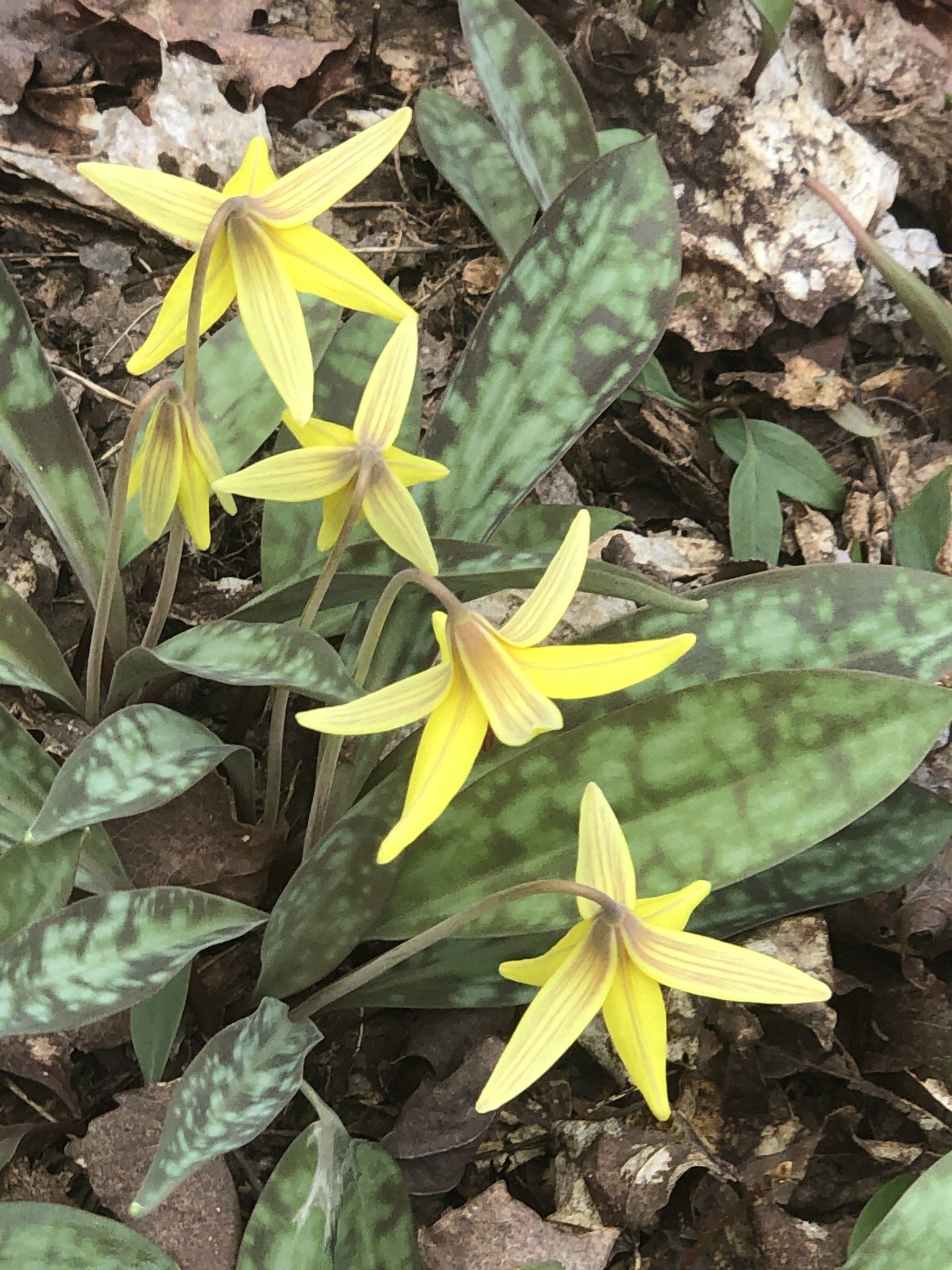 A close up of a plant with yellow flowers and green leaves.