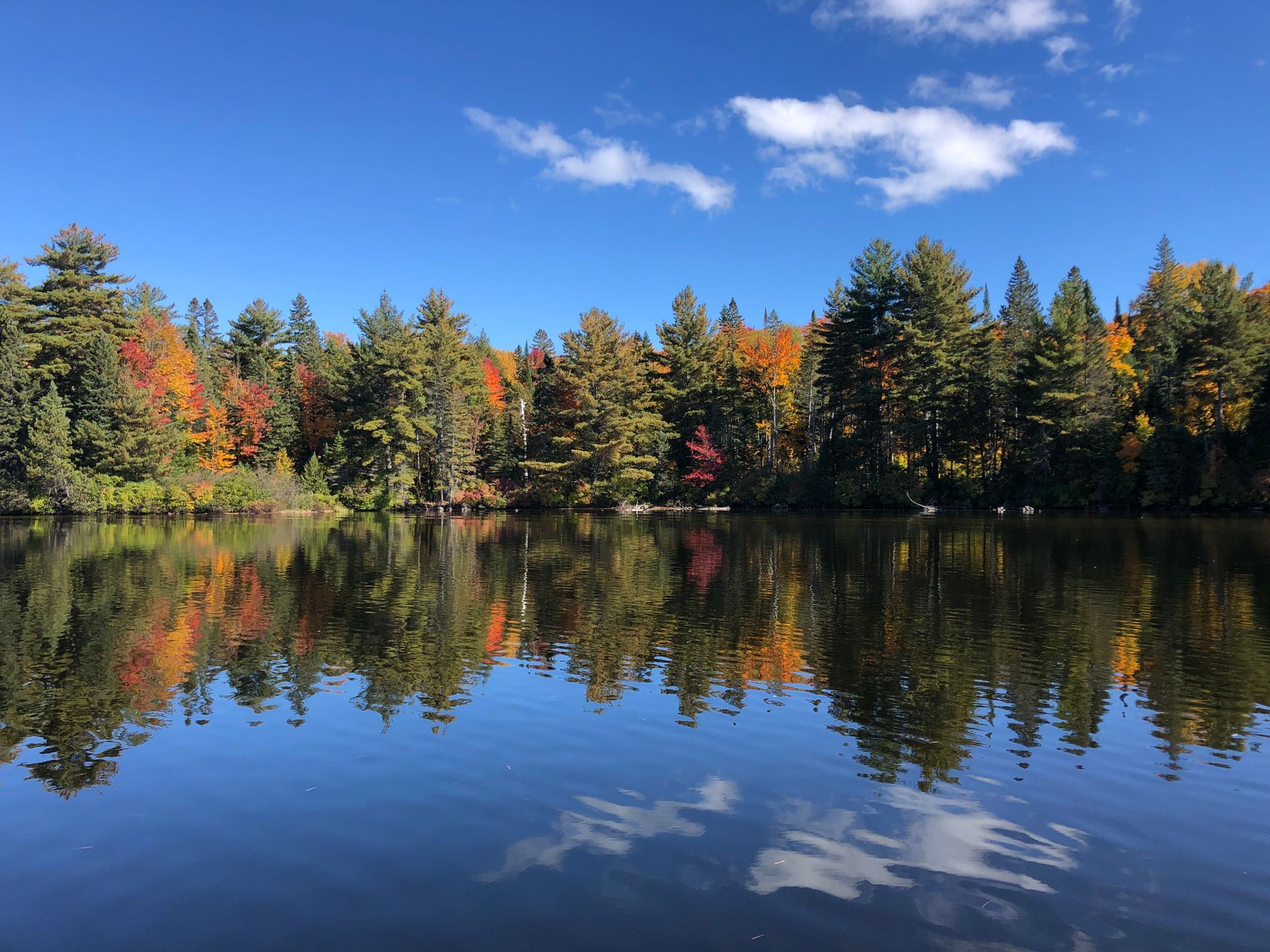 A lake surrounded by trees on a sunny day