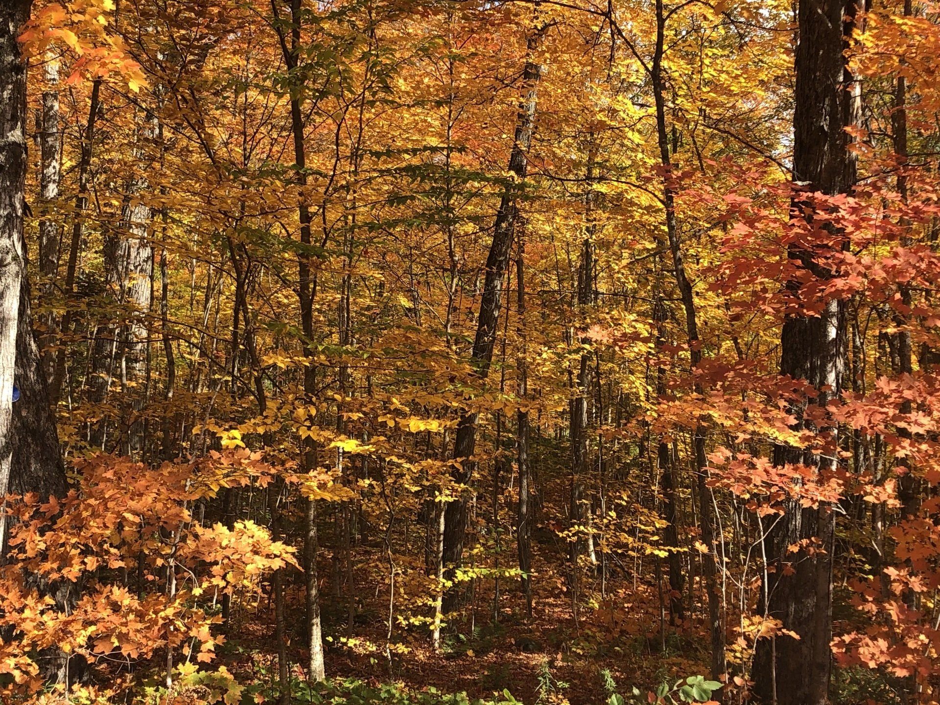 A forest with trees that are changing colors in autumn