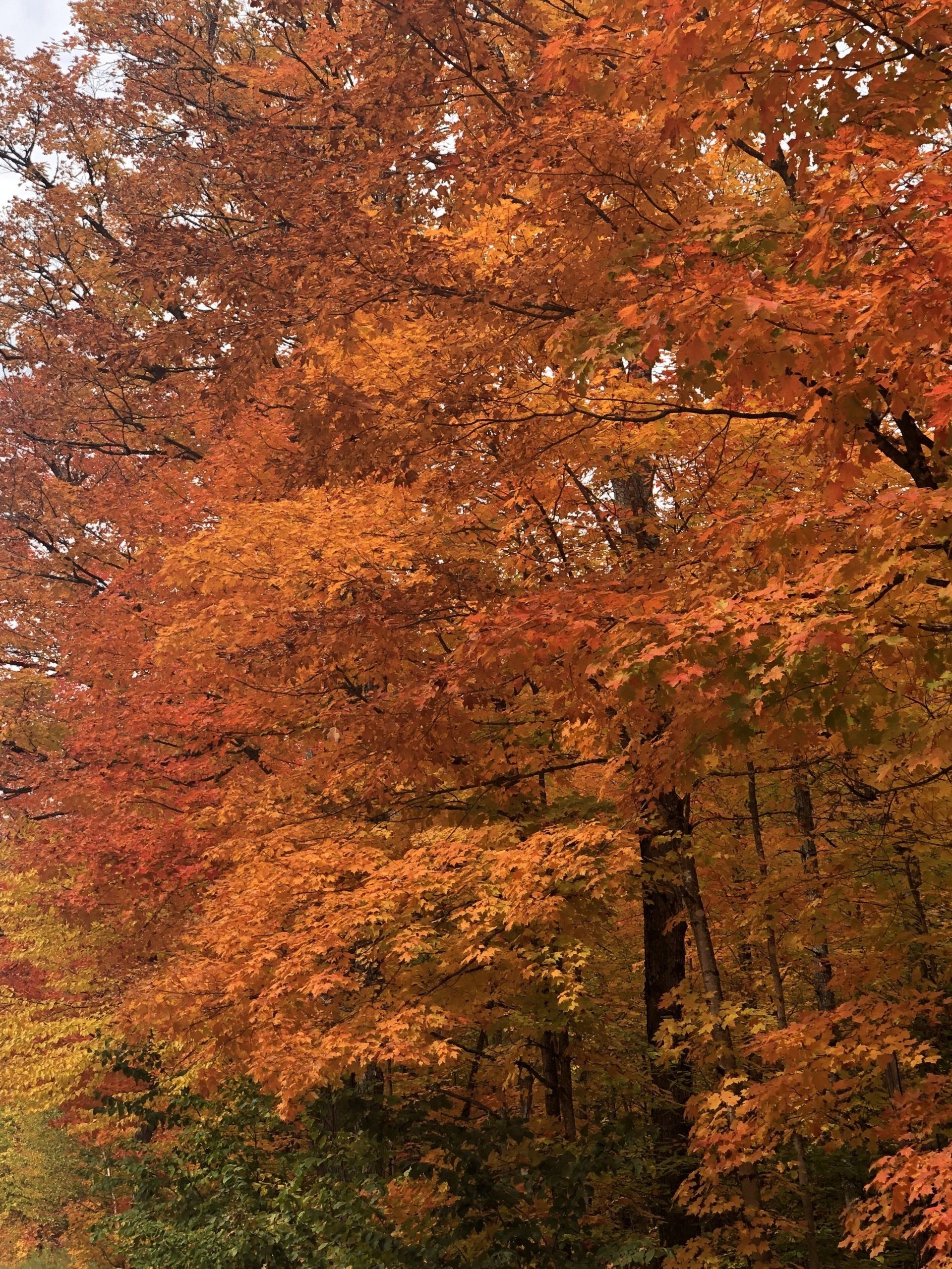 A tree with lots of orange leaves in the fall