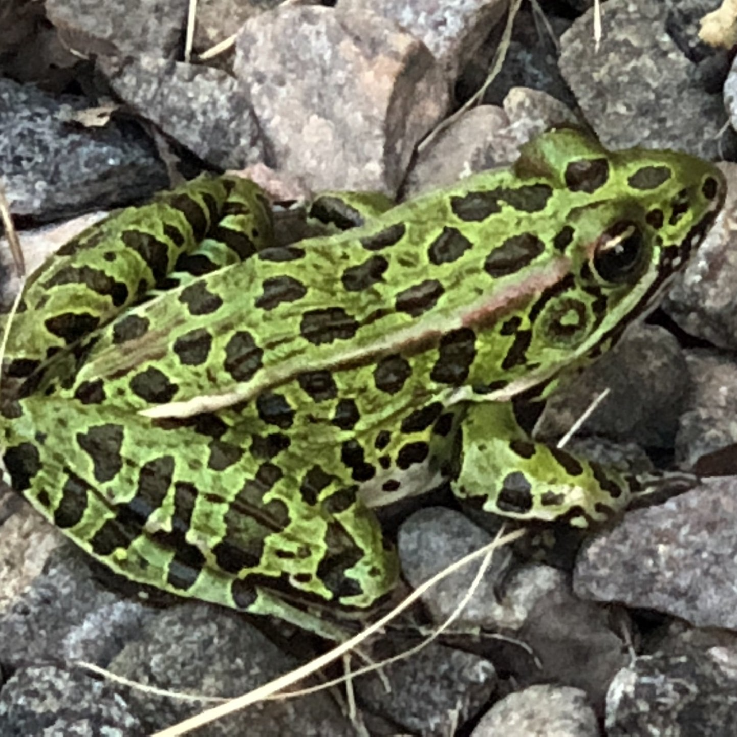 A green frog with black spots is laying on some rocks