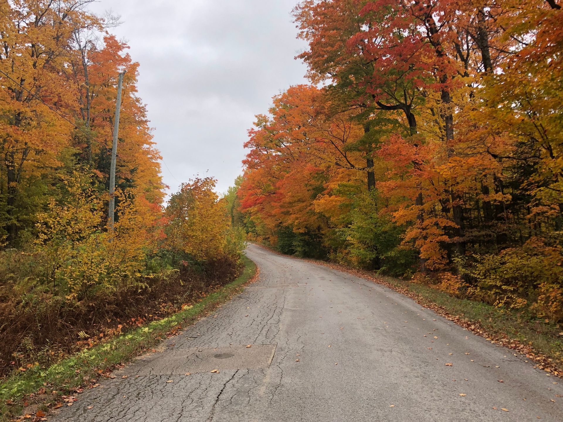 A road surrounded by trees with autumn leaves on them