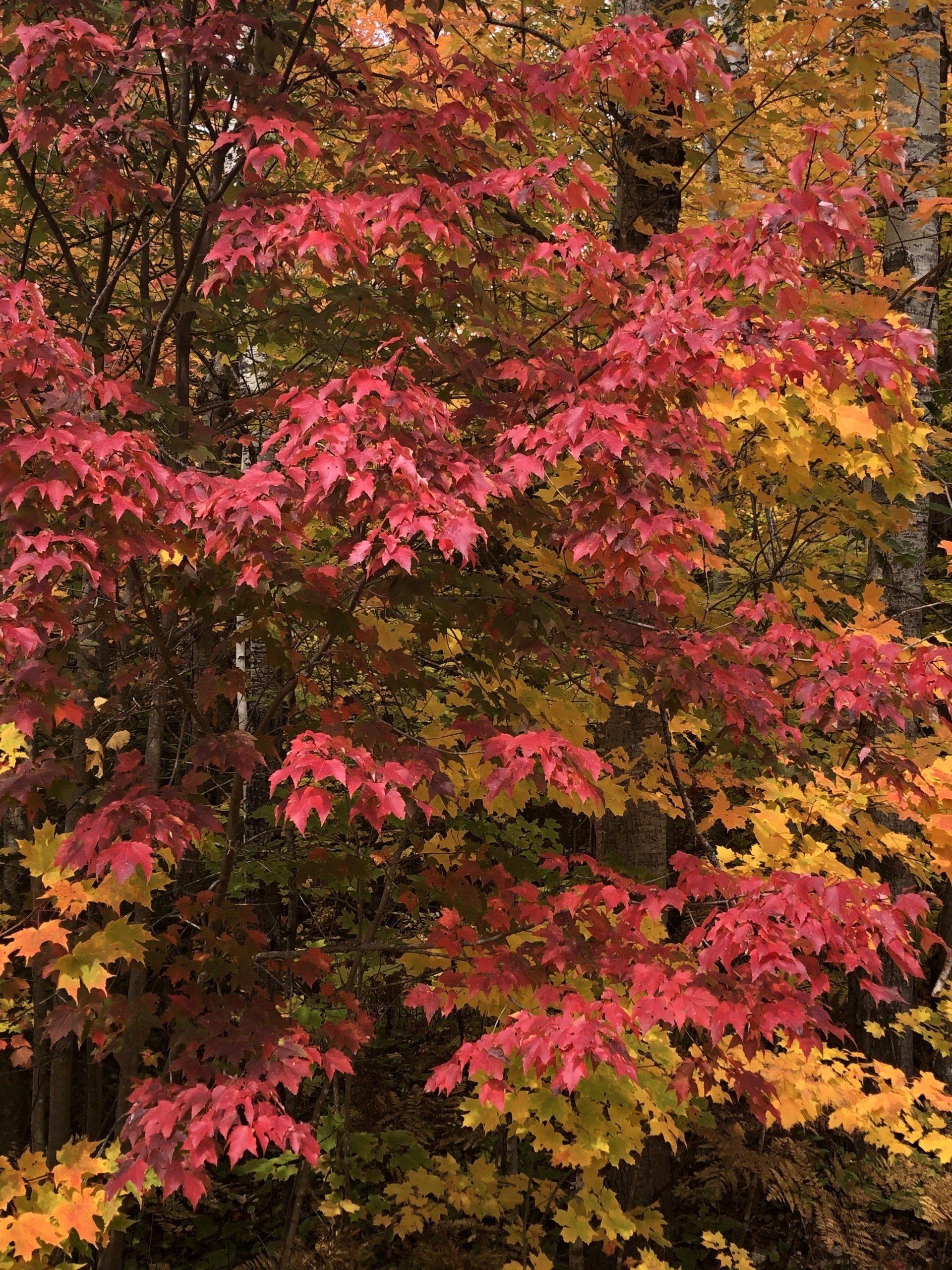 A tree with red and yellow leaves in the fall