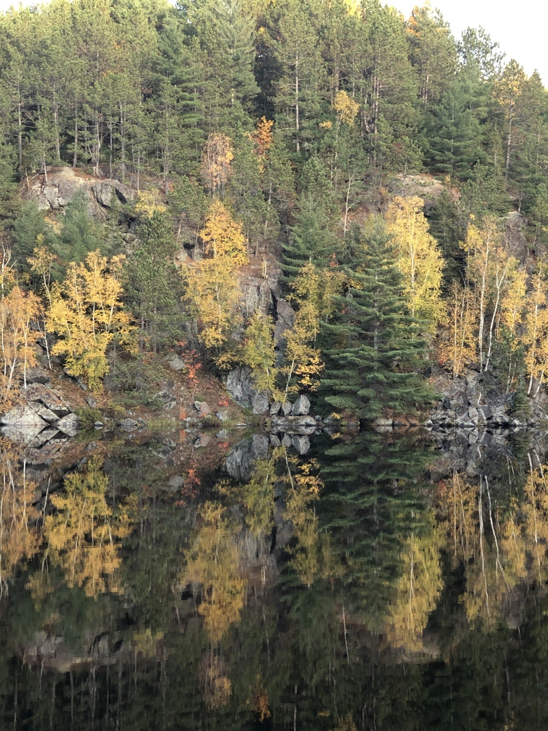 A reflection of trees in a body of water