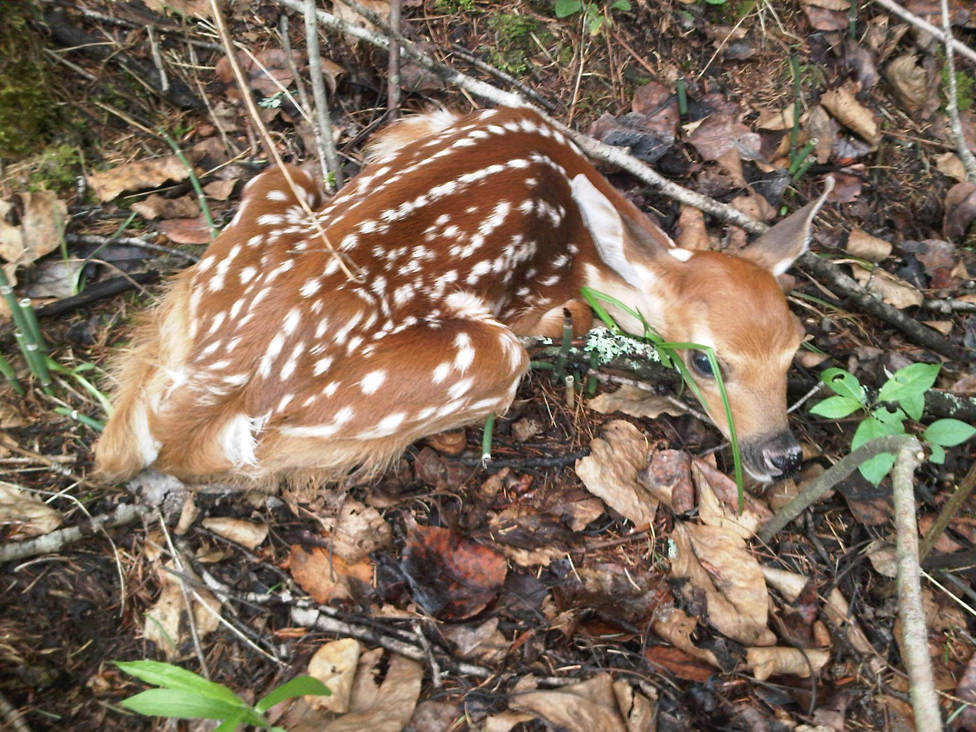 A baby deer is laying on the ground in the woods eating grass.