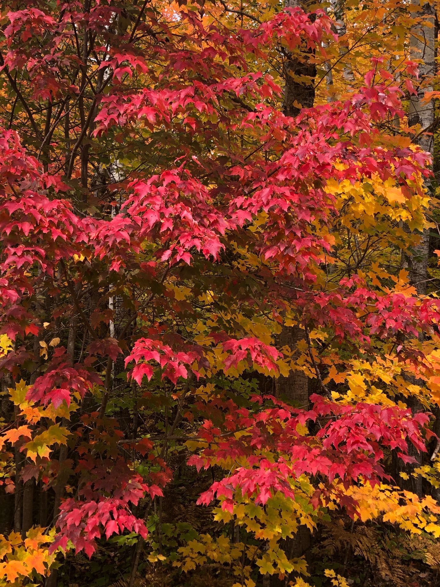 A tree with red and yellow leaves in the fall