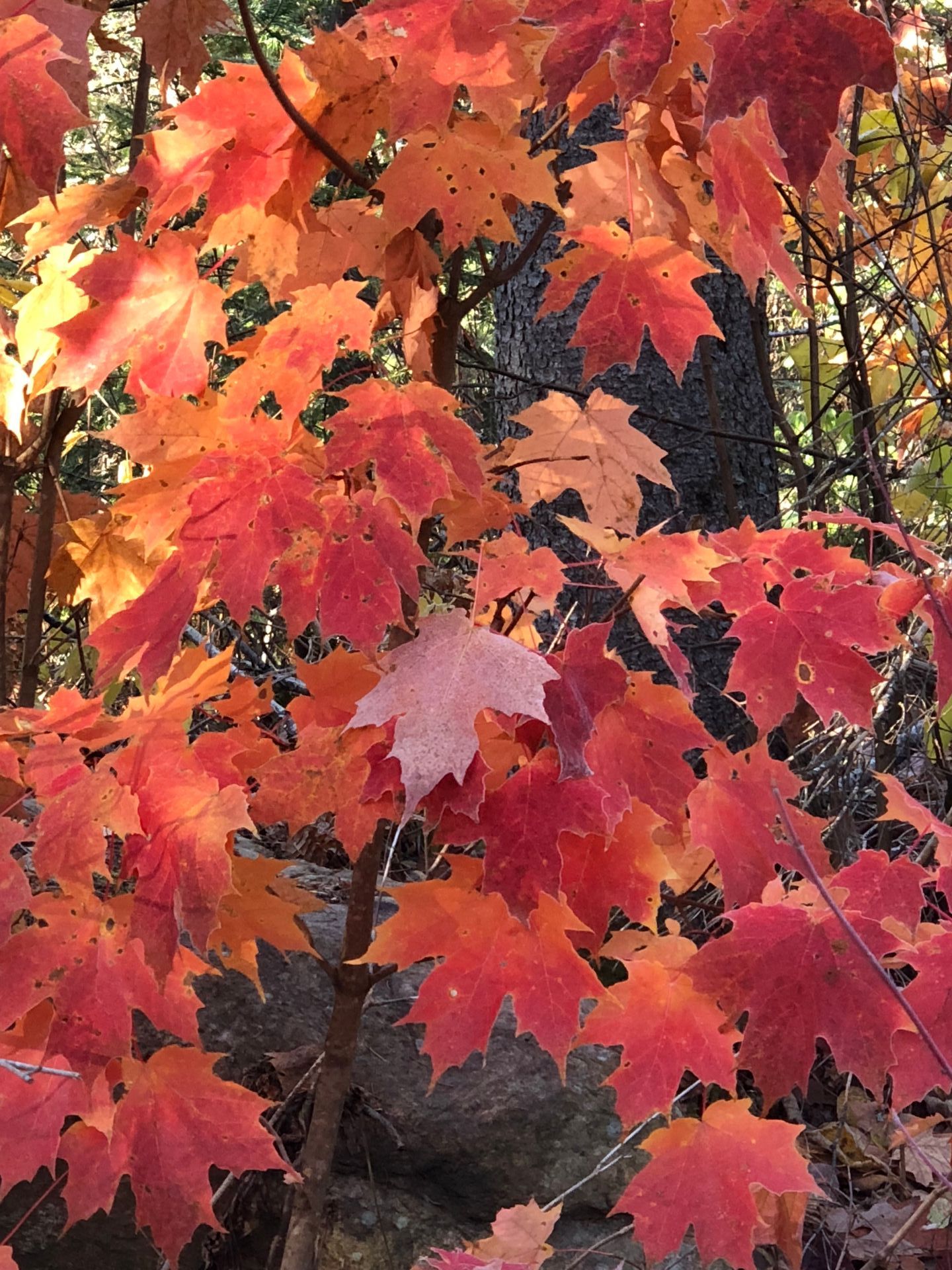 A close up of a tree with red and yellow leaves