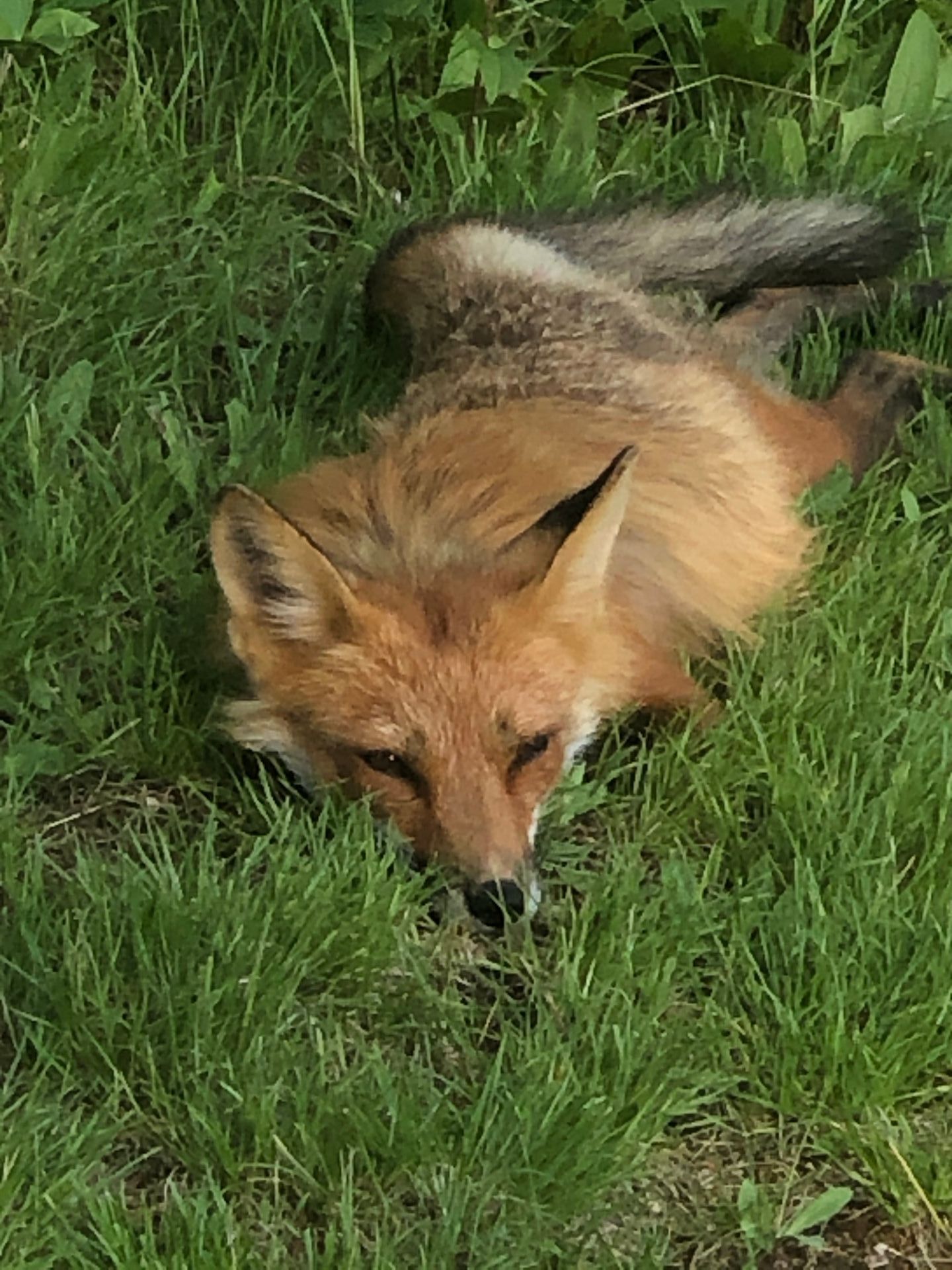 A red fox is laying on its back in the grass.