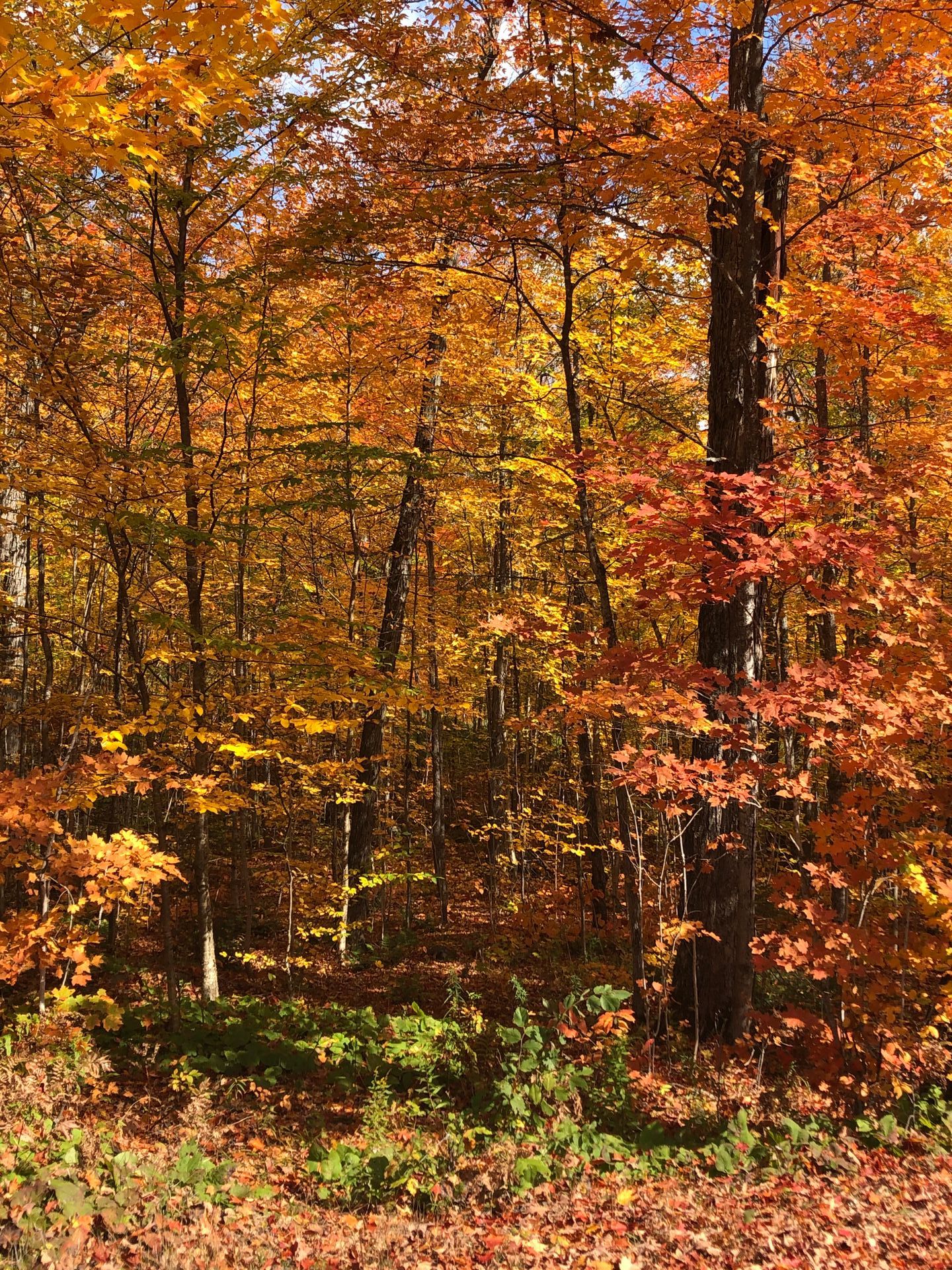 A forest with trees that are changing colors in the fall
