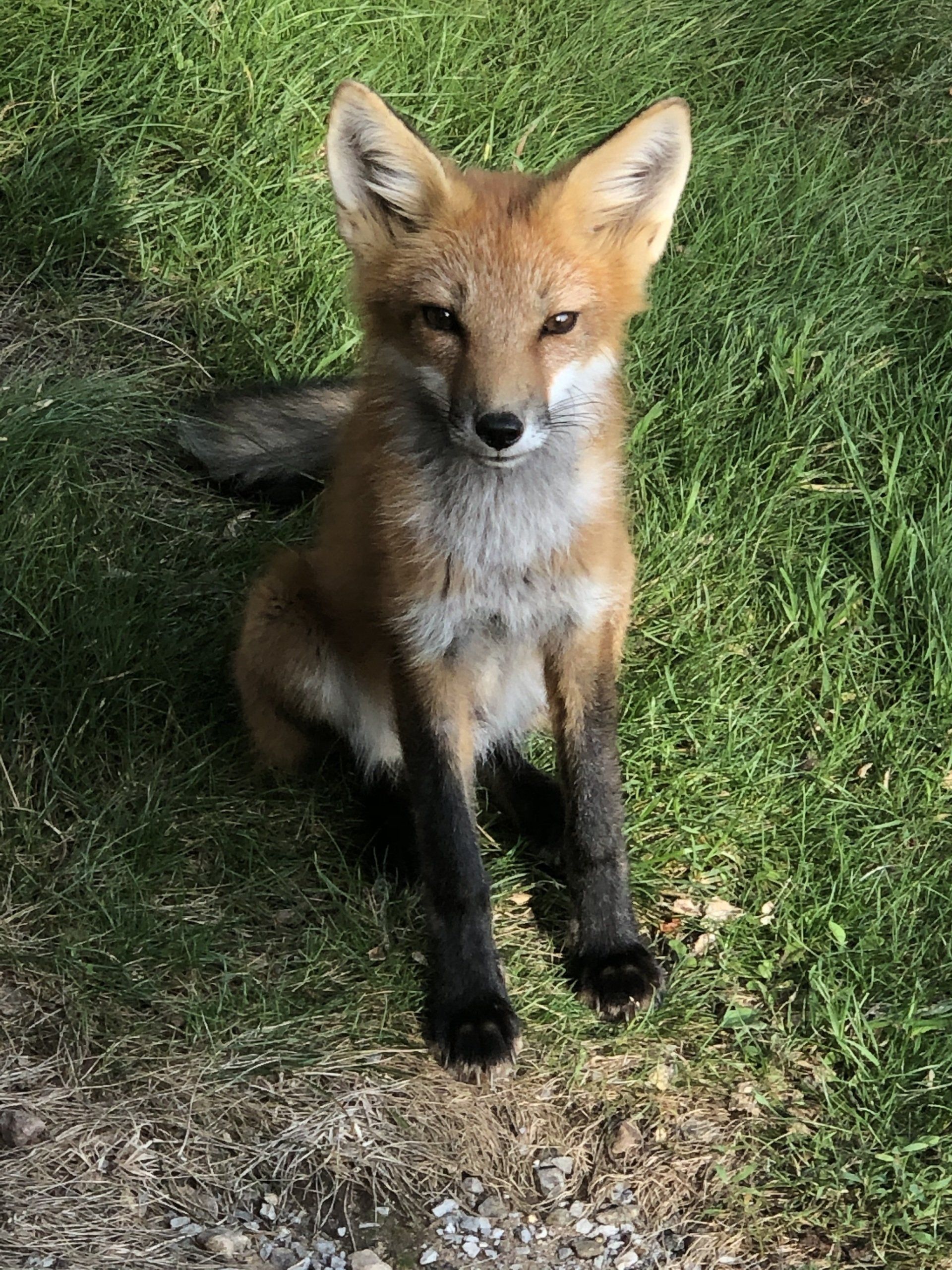 A small red fox is sitting in the grass looking at the camera.