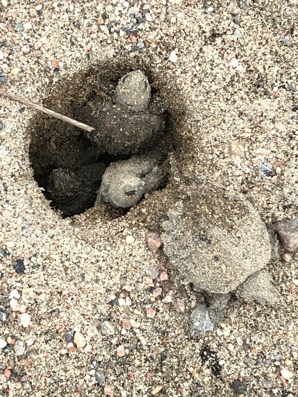 A bunch of rocks are sitting in a hole in the sand.