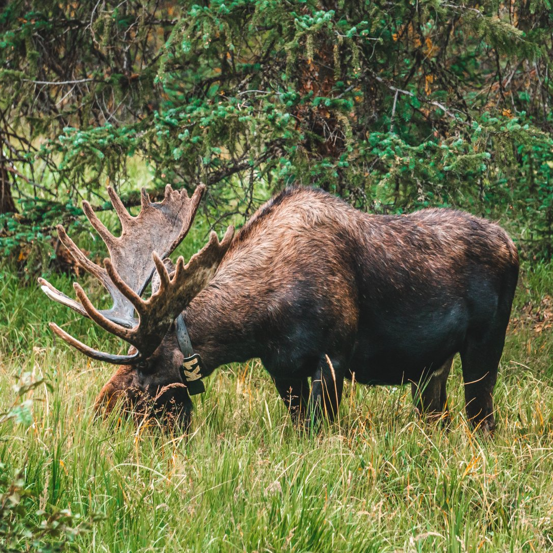 A moose with antlers is grazing in the grass in the woods.