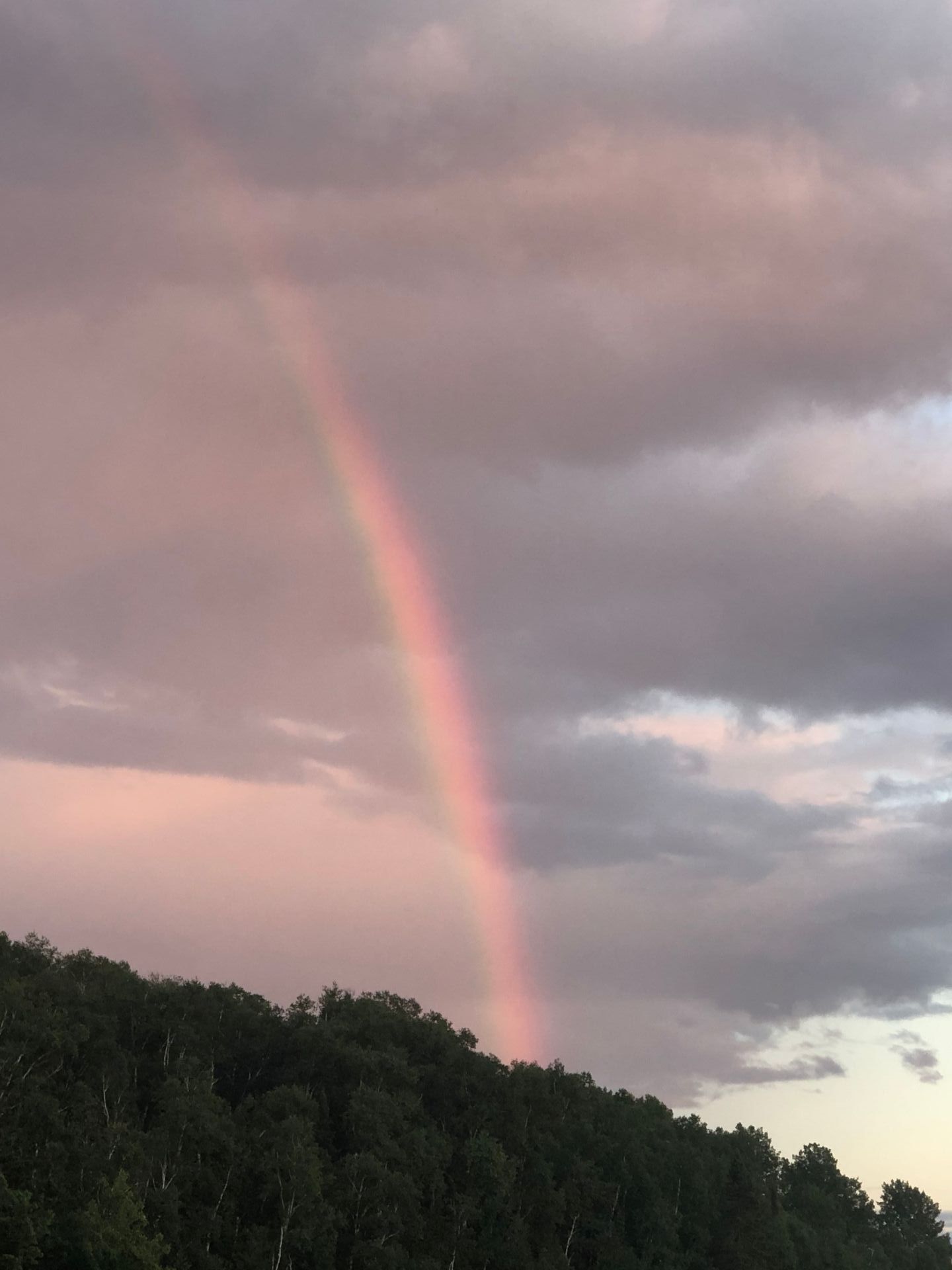 A rainbow is visible in the sky over a forest.