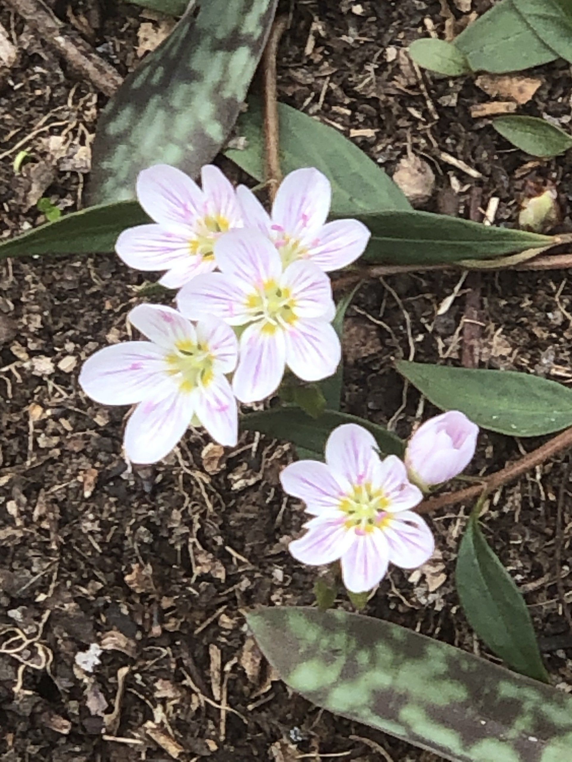 A bunch of small pink flowers with yellow centers are growing in the dirt.