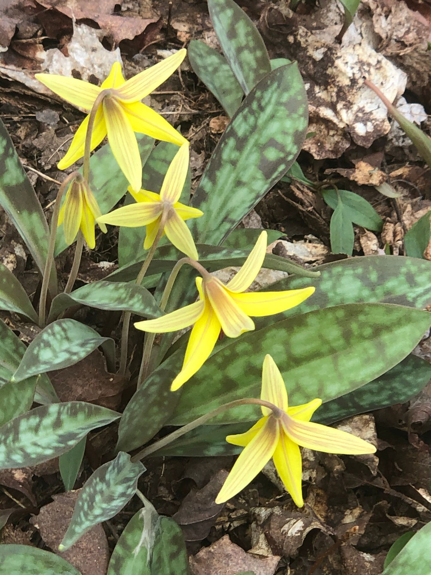 A close up of a plant with yellow flowers and green leaves.