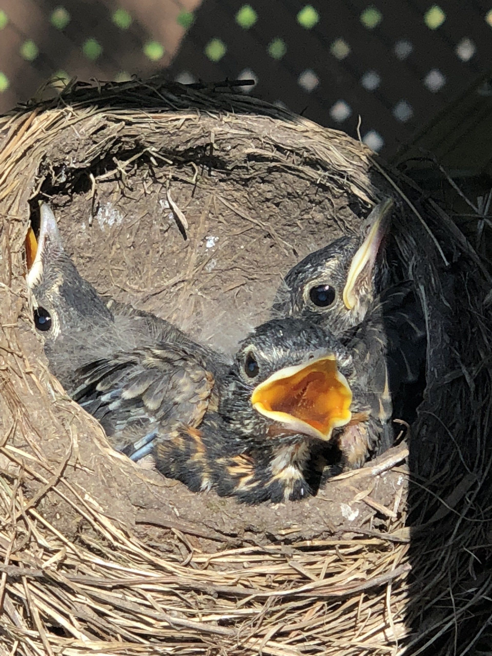 Two baby birds are sitting in a nest with their beaks open.