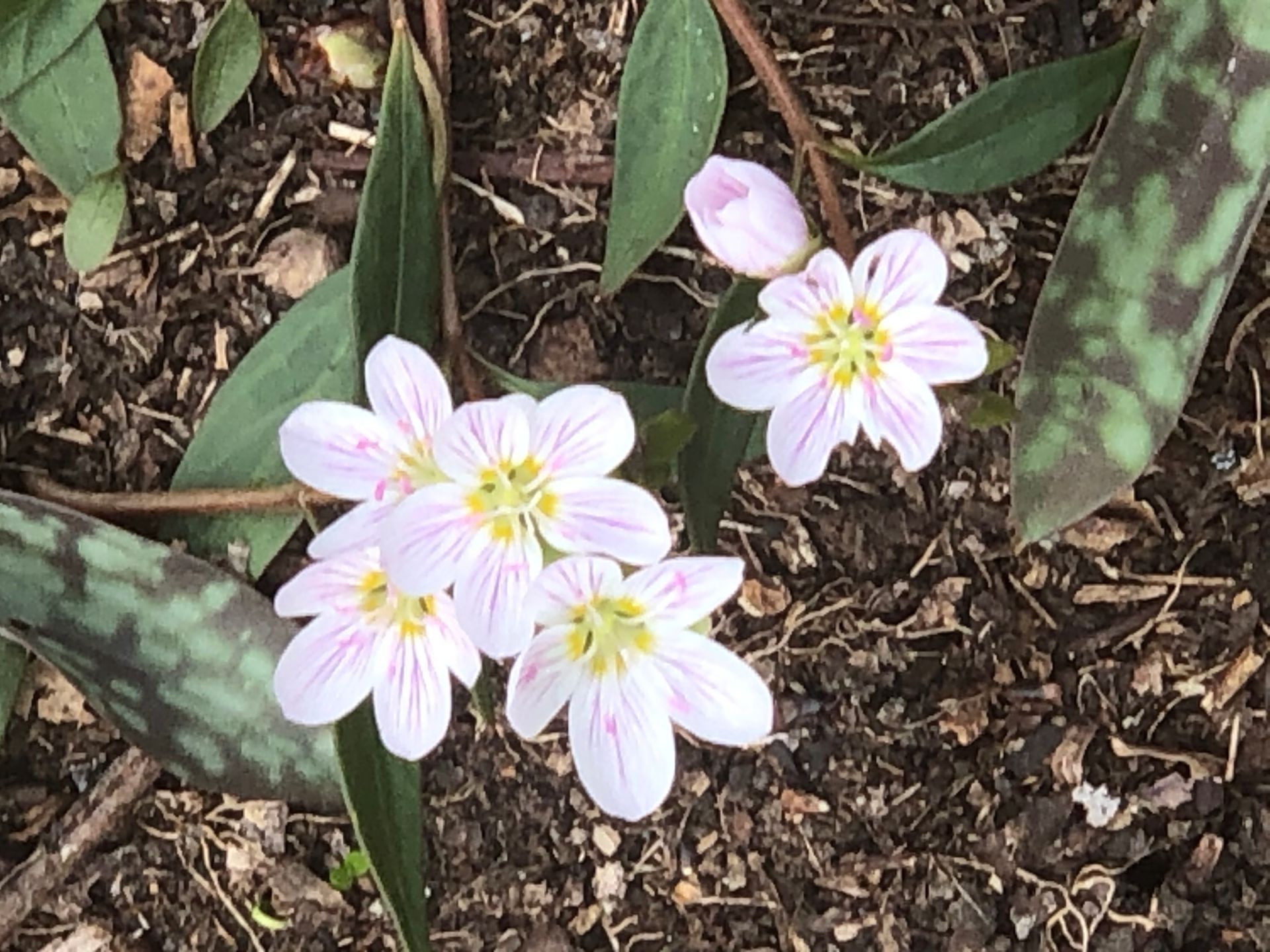 A bunch of pink flowers with yellow centers are growing in the dirt.