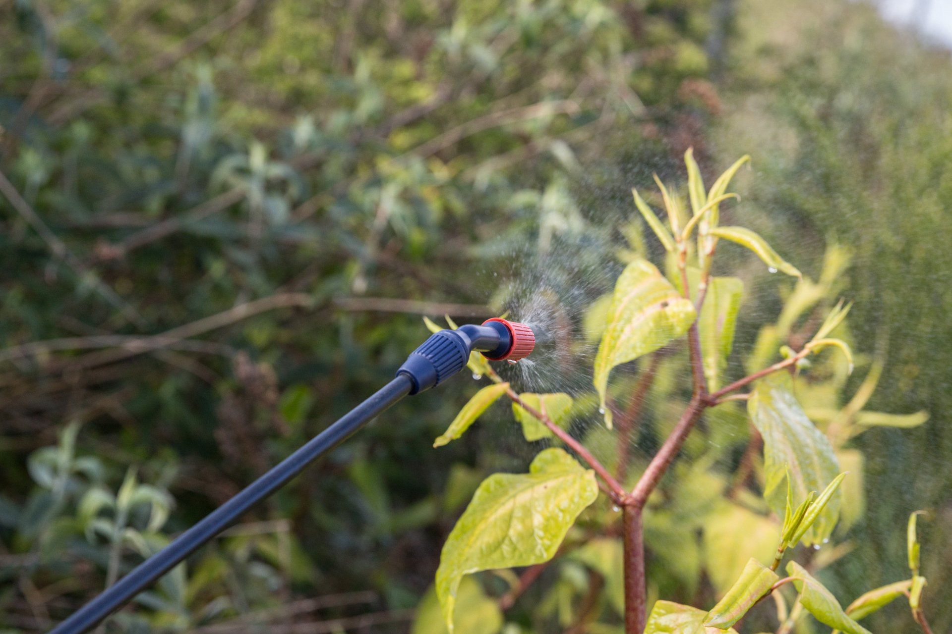 Spraying — Rochester, NH — ArborPro Plant Care Experts