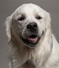 Photo of Ragnar Oakey, Grief Therapy Dog